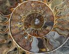 Wide Split Ammonite Pair - Crystal Chambers #37033-2